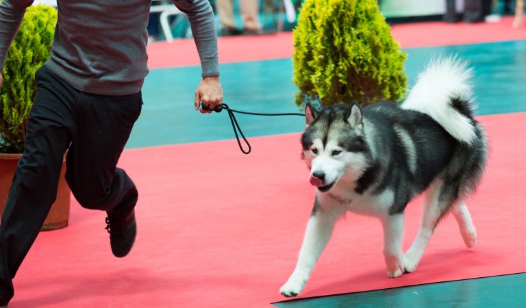 Attention Pet Lovers! A Leading Hypermarket Chain Is Hosting Its First Ever Pet Carnival