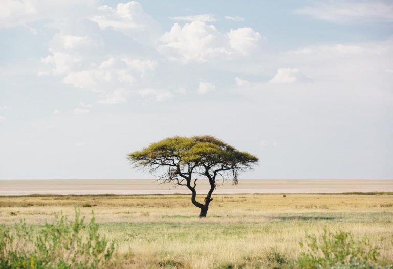 A tree in an open desert under blue skies