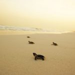 Abu Dhabi's protected Areas in spotlight
