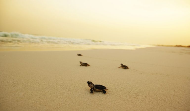 Abu Dhabi’s Protected Areas In Spotlight