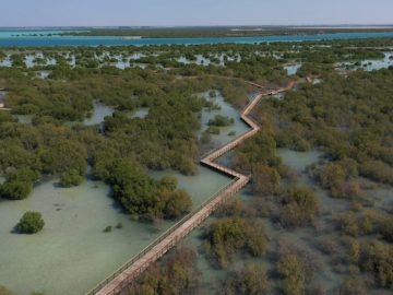 Abu Dhabi's Stunning Mangrove