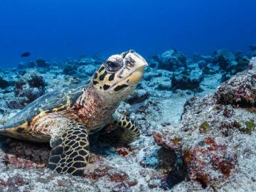 Wildlife Hawksbill Turtle