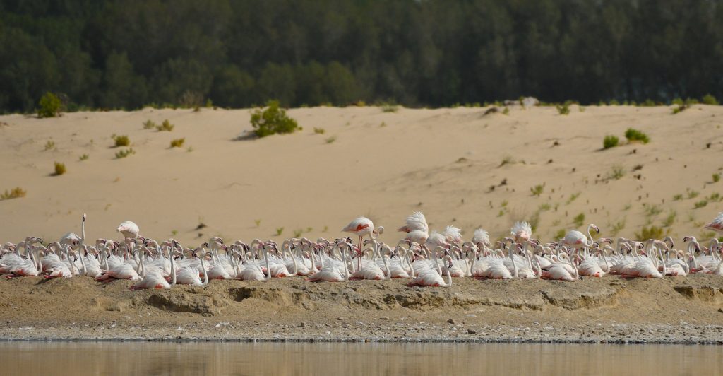 Flamingo Breeding Ground 