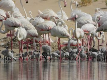 Flamingo chicks in Al Wathba Wetland Reserve