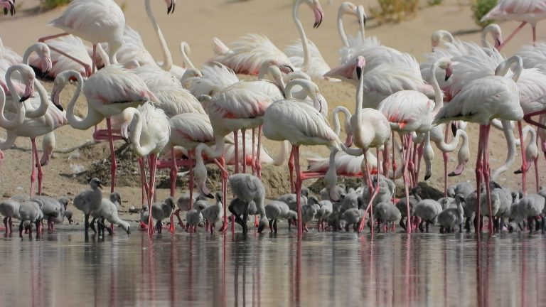 Flamingo chicks in Al Wathba Wetland Reserve