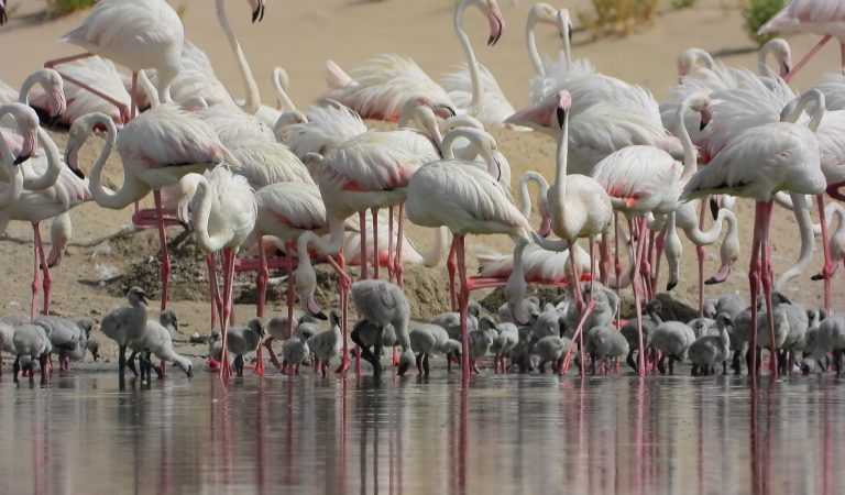 Al Wathba Is Now Home To 876 New Flamingo Chicks