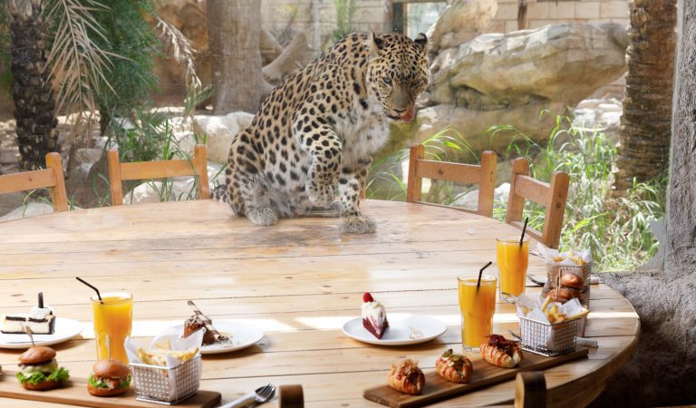 Experience A Wildlife Staycation At Emirates Park Zoo