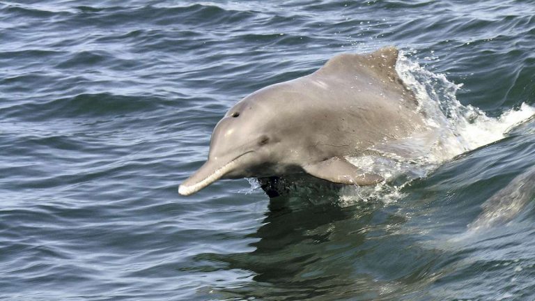 Humpback Dolphins