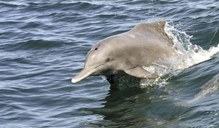 Largest Population Of Humpback Dolphins In Abu Dhabi
