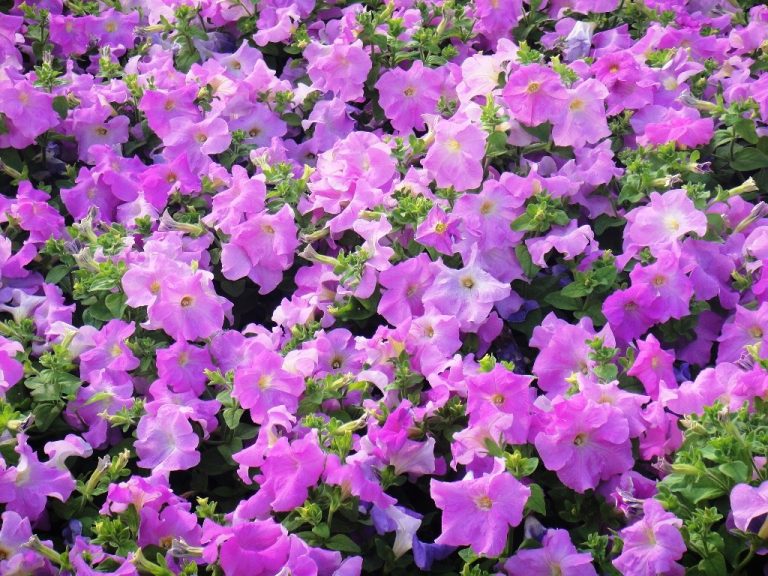 Abu Dhabi City To Abloom With 2.4 Million Flowers Abu Dhabi Talking