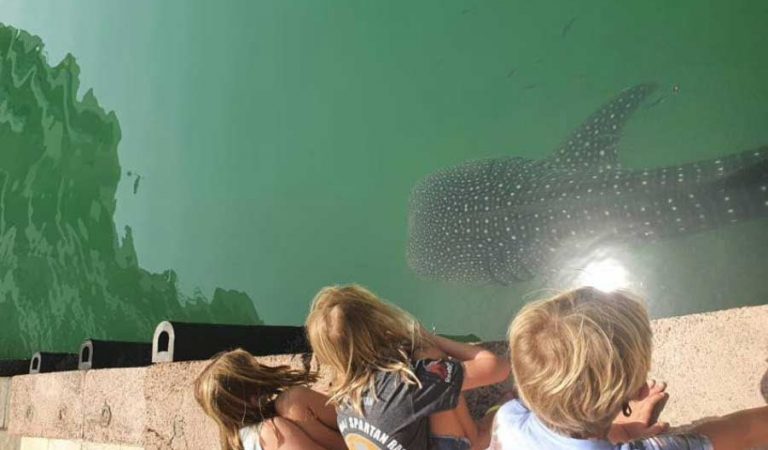 Did You Spot The Seven Metre Long Whale Shark In Abu Dhabi?