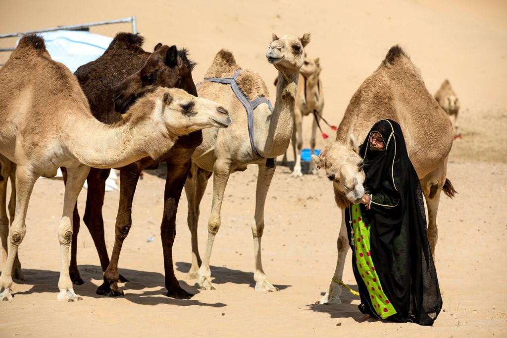 Camel Racing and Aflaj known as UNESCO's cultural heritage