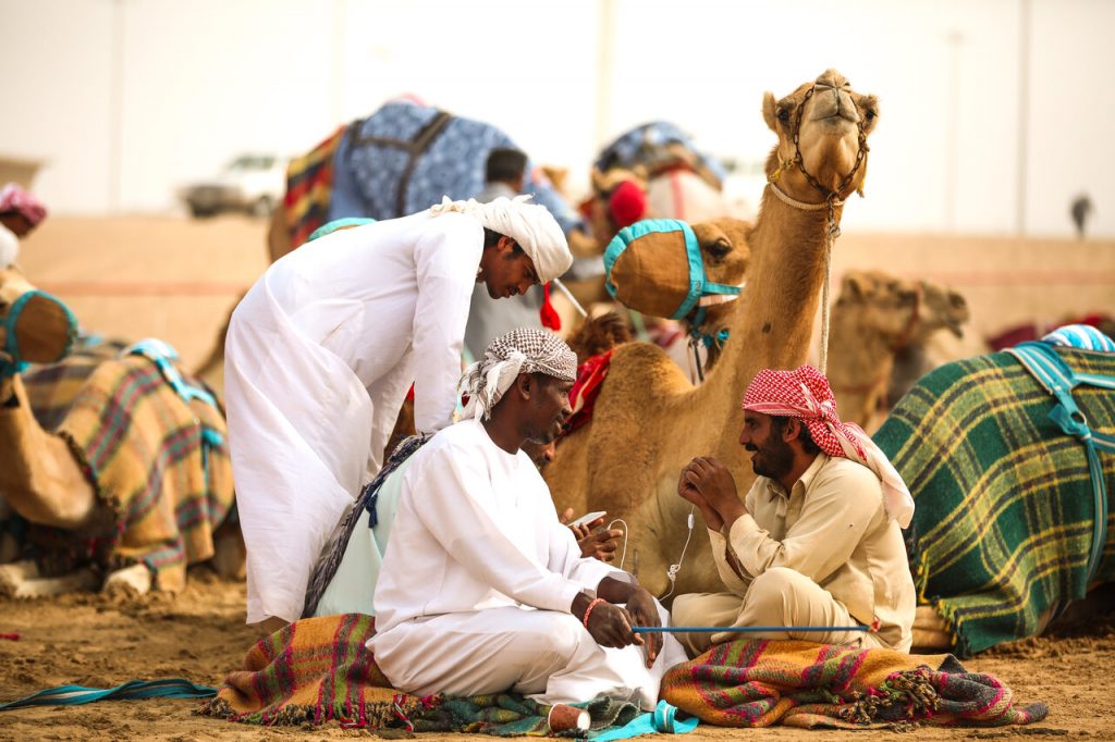Camel Racing un Abu Dhabi