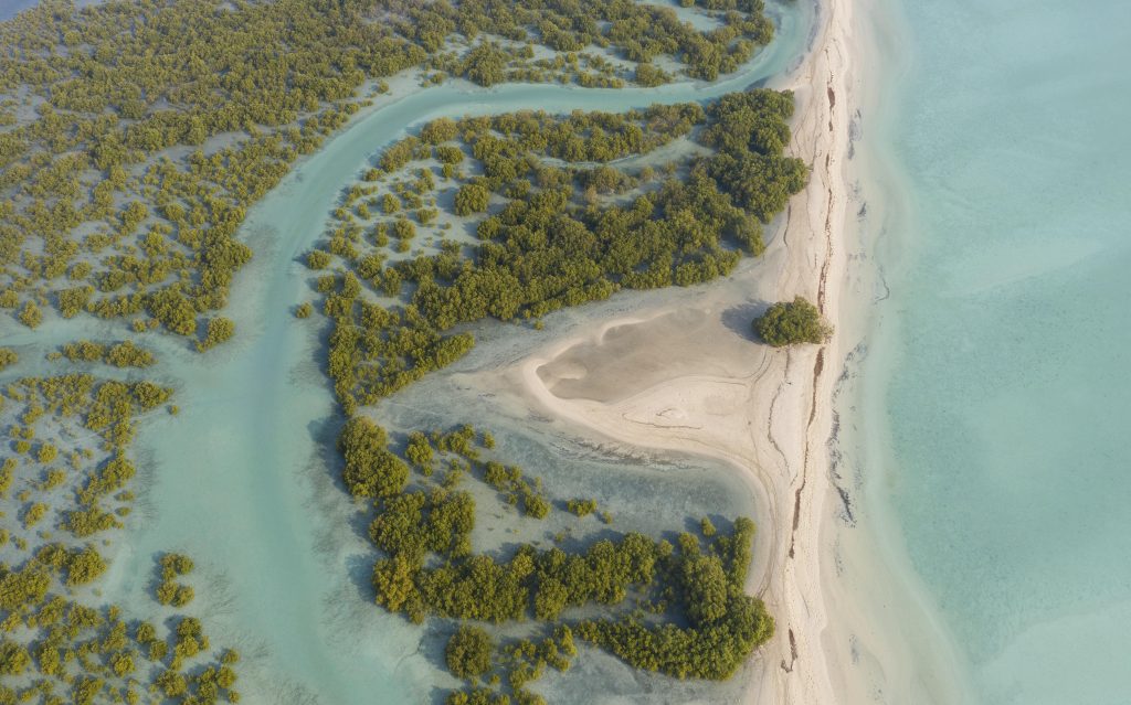 Mangrove at Sir Baniyas Island