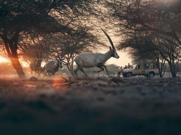 Anantara Sir Baniyas Island