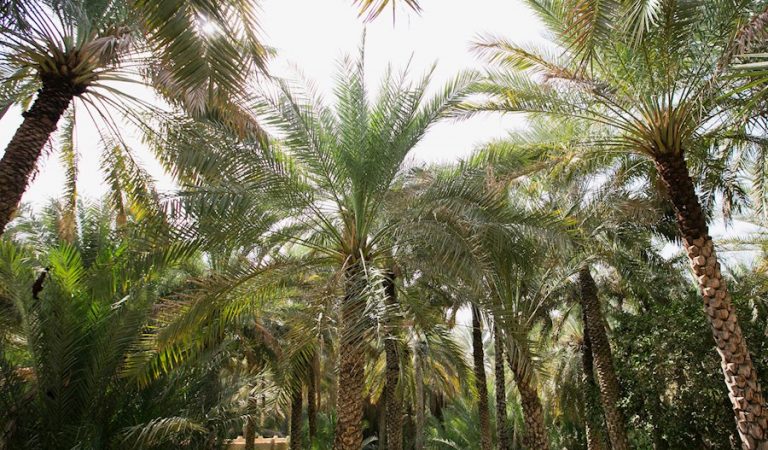 Artificial Intelligence Utilized To Monitor Health Of Palm Trees In Al Ain