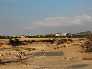 Al Ain Zoo