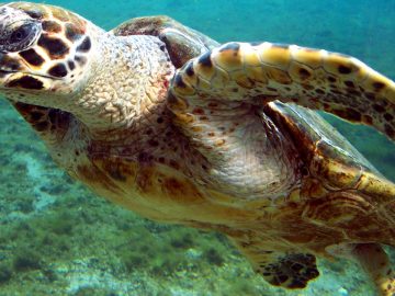 Turtles in Abu Dhabi