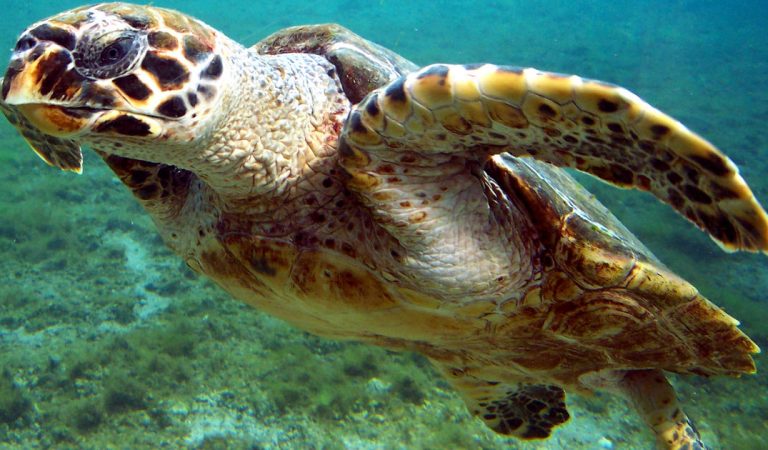 Abu Dhabi releases 150 rehabilitated sea turtles back into the bay