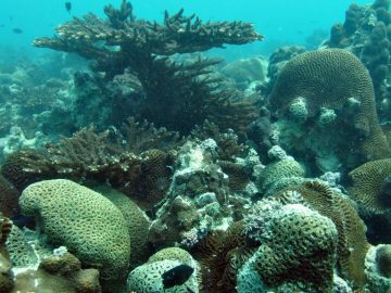 Coral Reefs in Abu Dhabi
