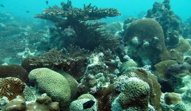 Will this be the largest project to increase coral reefs?