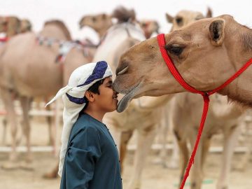 Al Dhafra Festiival