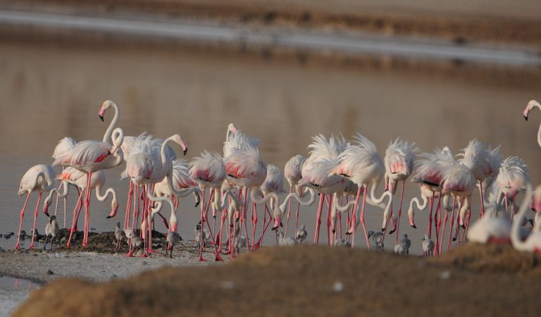 World’s waterbird population goes digital with Environment Agency Abu Dhabi