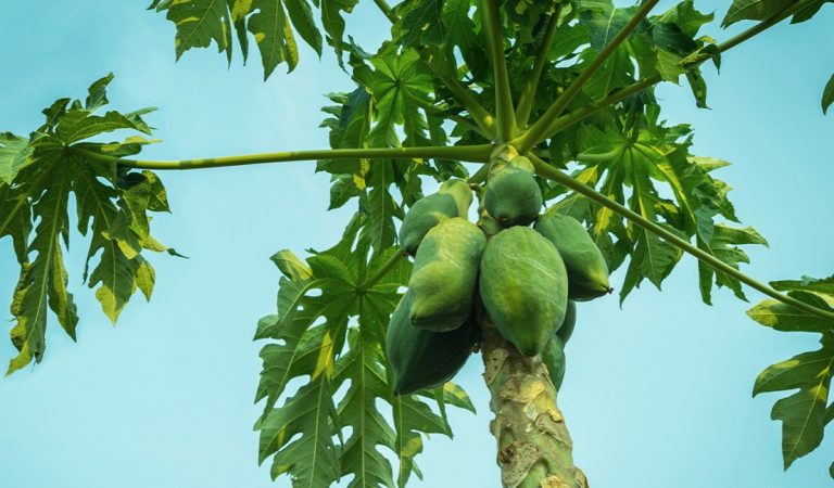This Papaya and Papaya leaves secret can lead to a glowing skin