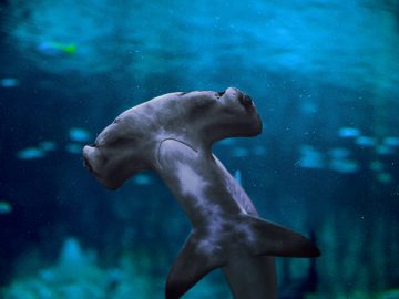 The National Aquarium Abu Dhabi