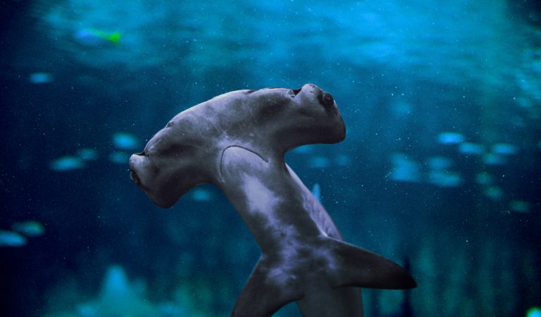 The National Aquarium Abu Dhabi will house more than 200 sharks and rays