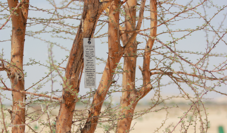 Environment Agency – Abu Dhabi begins to number endangered local trees