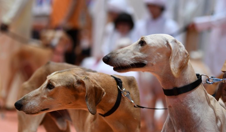 Man’s loyal companion for thousand of years celebrated at ADIHEX