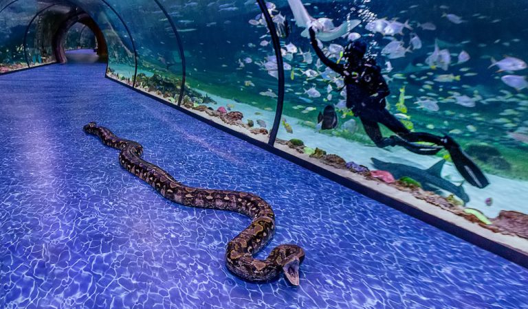 Abu Dhabi is now home to Super Snake, the largest living snake on display