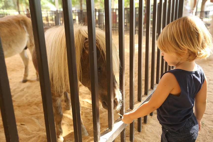 Pony at Umm Al Emarat Park