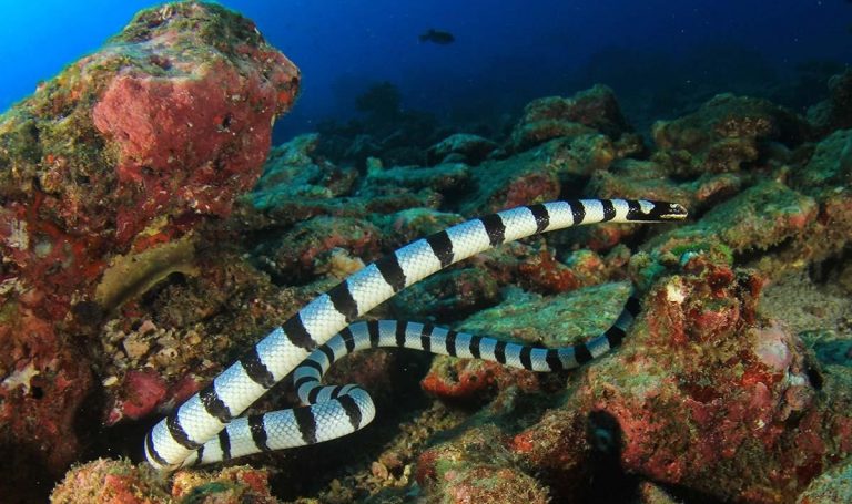 Sea Snakes in Abu Dhabi