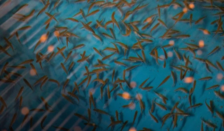 Sheikh Khalifa Marine Research Centre delivers 600,000 fish fingerlings