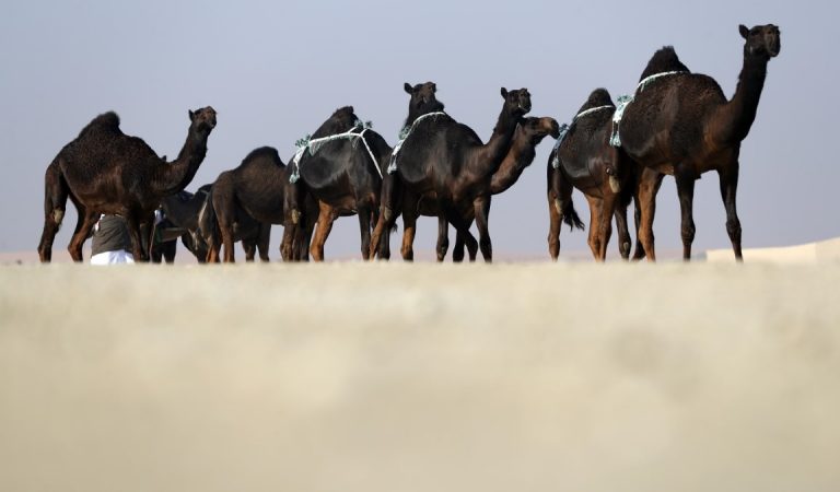 Camel beauty pageant of Al Dhafra Festival to kickoff on 14th December