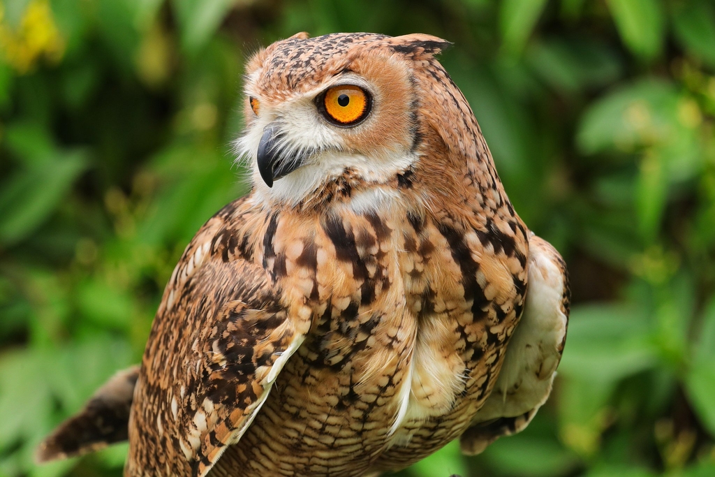 Owl at Umm Al Emarat Park