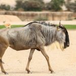 Al Ain Zoo exchange animals with Dubai Safari Park