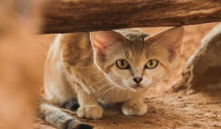 With more than 4,000 animals, Al Ain Zoo continues to triumph in wildlife conservation