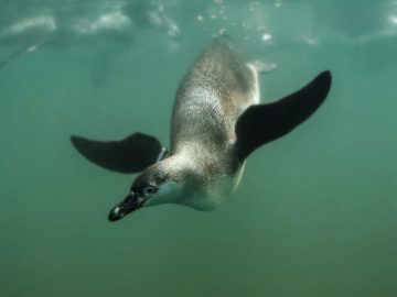 Al Ain Zoo Penguins