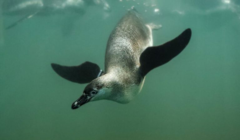 Al Ain Zoo keeps up efforts to protect rare endangered Penguins