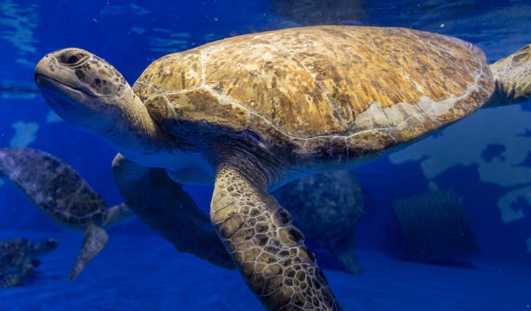 Your chance to see 250 rescued sea turtles at The National Aquarium