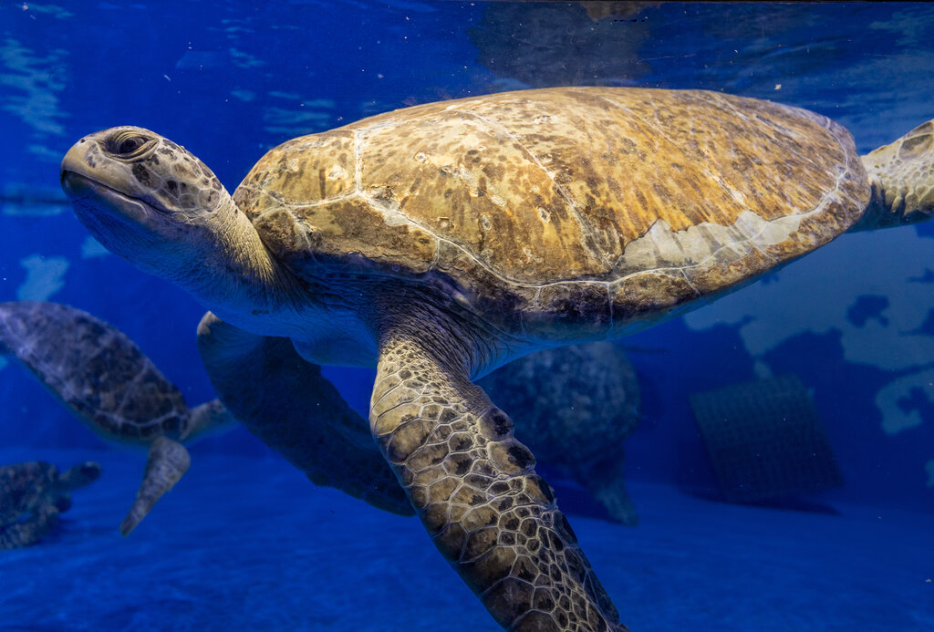 Your chance to see 250 rescued sea turtles at The National Aquarium