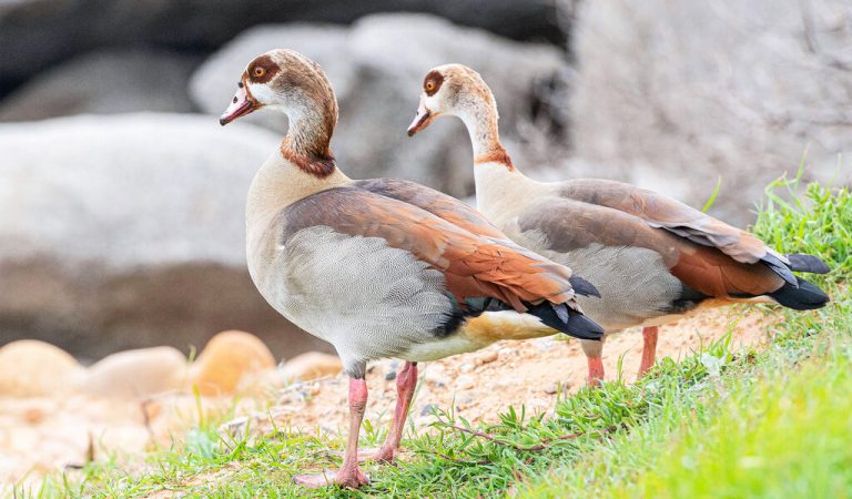 Al Ain Zoo makes a safe home for migratory birds