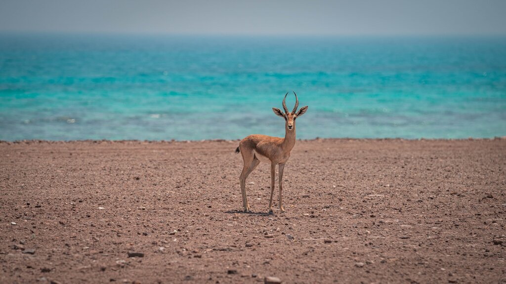 Deer at Sir Bu Nair Island