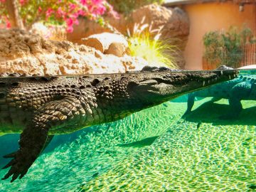 Al Ain Zoo