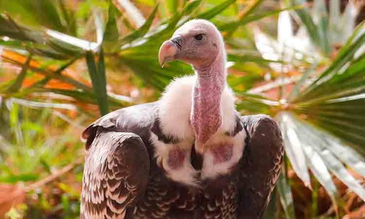 Al Ain Zoo Vulture