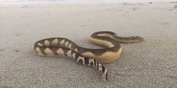 Environment Agency Abu Dhabi warns about Sea Snakes