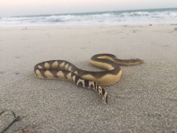 Environment Agency Abu Dhabi warns about Sea Snakes